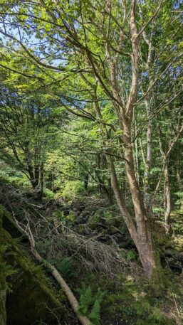 The Stray Sod, or led by the faeries